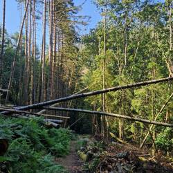 Lots of trees down on the south side of the Vale of Rheidol