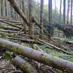 More trees down on the south side of the Vale if Rheidol