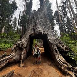 The Tunnel Tree