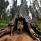 The Tunnel Tree