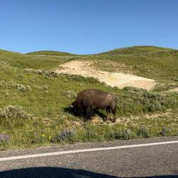 Die Bisons scheinen sich an den vielen Verkehr im Yellowstone Nationalpark gewöhnt zu haben.