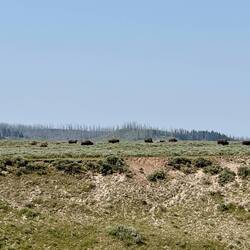 eine Bison-Herde 🦬🦬🦬