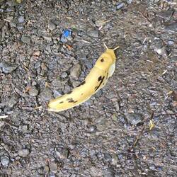 Saw this banana slug at our campsite this morning. He was about 5 inches long. They are natives here
