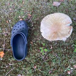Meine Crocks als Größenvergleich... ist NICHT in einer Suppe gelandet!