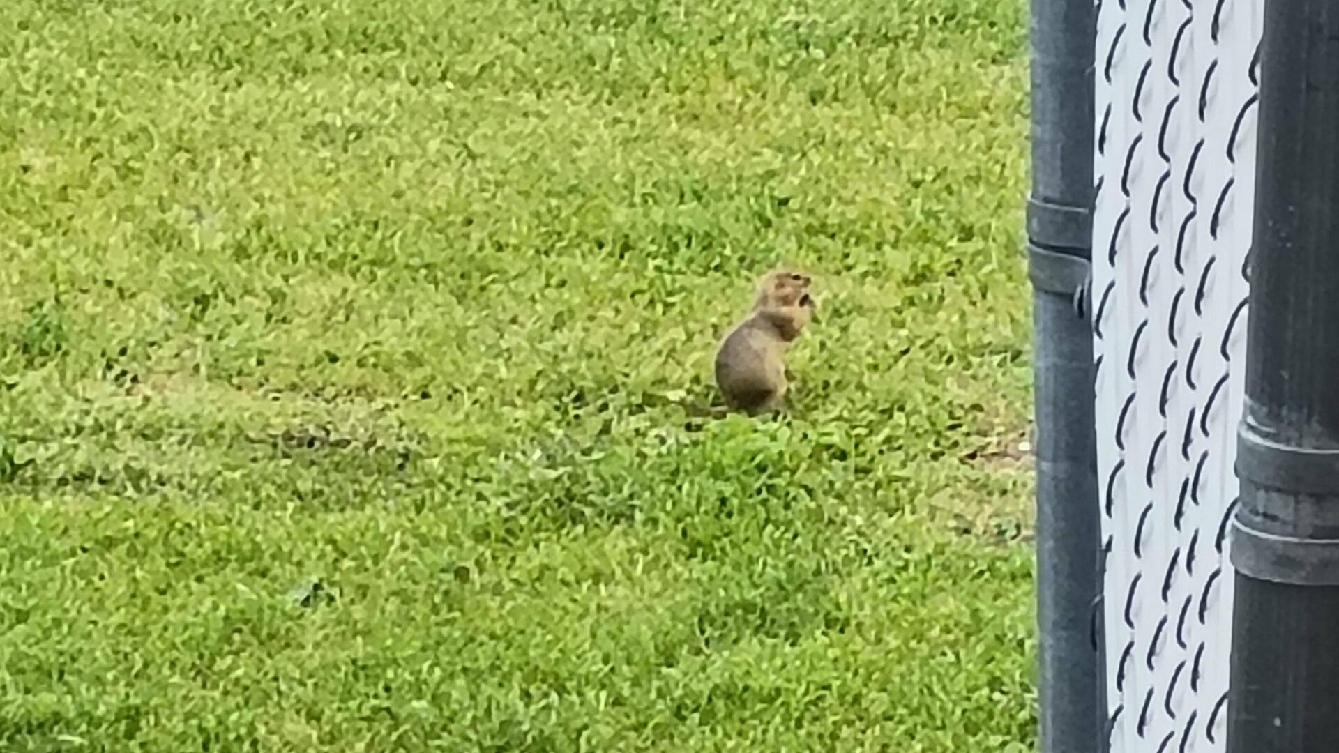 Only in Montana do they have prairie dogs right outside your hotel window 🤣