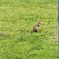 Only in Montana do they have prairie dogs right outside your hotel window 🤣