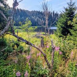 Windgfällweiher