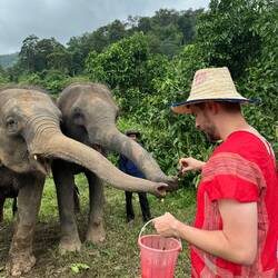 Ihr Gedächtnis ist legendär – daher stammt der Spruch: “Ein Elefant vergisst nie.”
