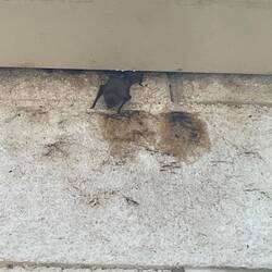 Süsse kleine Fledermäuse 😍