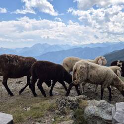 Diese lieben Schafe leisteten uns auf der Terrasse vor der Hütte Gesellschaft
