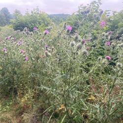 Scottish Thistles
