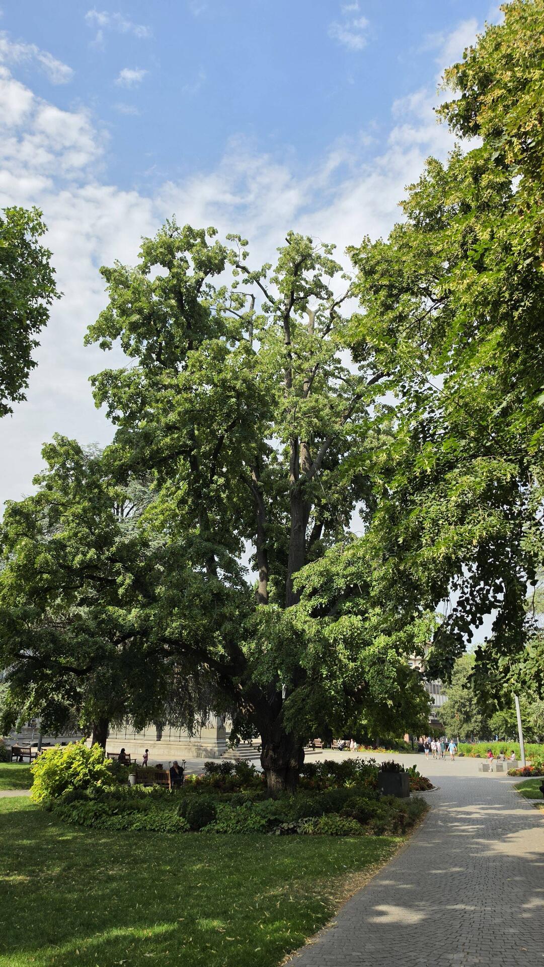 Hinter dieser prächtigen Linde steht das Denkmal.
