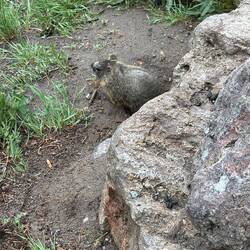 Marmot