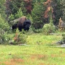 Buffalo