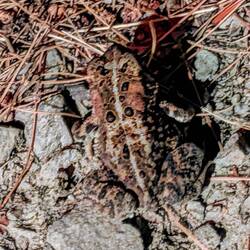 Frosch neben dem Duschhaus