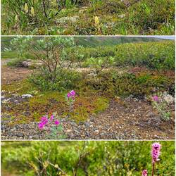 Tundra Vegetation I