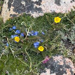 Eritrichium nanum (blue) & Geum rossii (yellow)