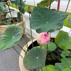 💗 Rosa Lotus steht für Buddha und höchste spirituelle Reinheit.