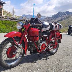 Eine schöne Airone am Gavia