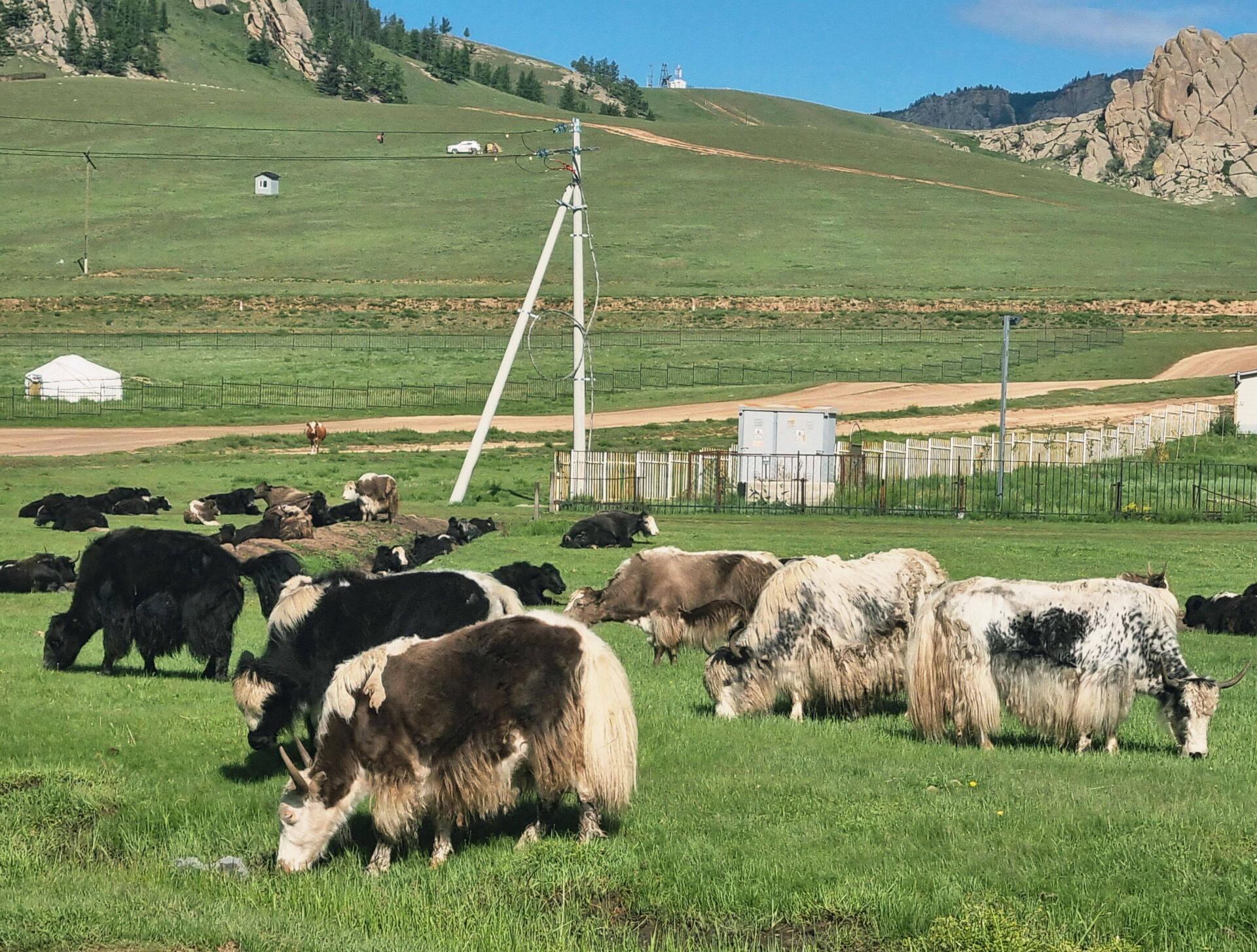 Unterwegs zum Turtle Rock - Yaks