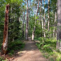 gepflegte Wege im Stadsskogen (Stadtwald)