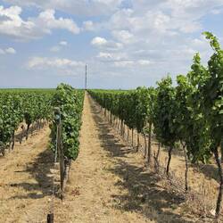 Wein, so weit das Auge reicht.