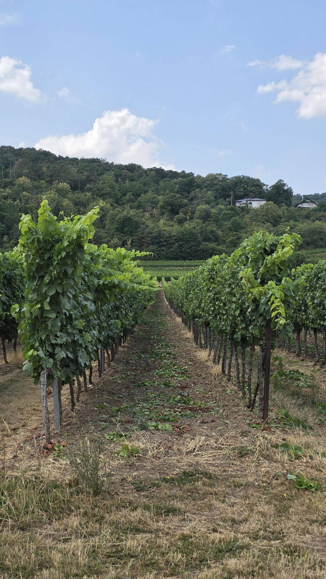 Der Radweg geht durch die Weinberge. 🍇