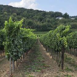 Der Radweg geht durch die Weinberge. 🍇