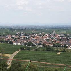Der erste Weinberg ist bewältigt.