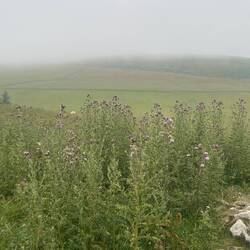 A bit misty leaving Galashiels