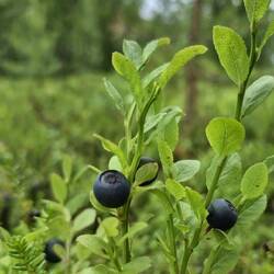 Und die Blaubeeren kommen, noch sind sie etwas sauer.
