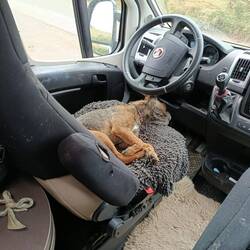 Zuviel Aufregung, sogar für den Terrier