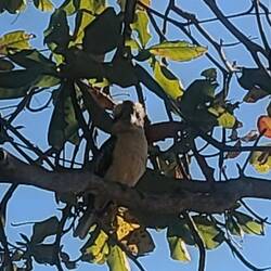 Kookaburra der gerne ville fotograferes