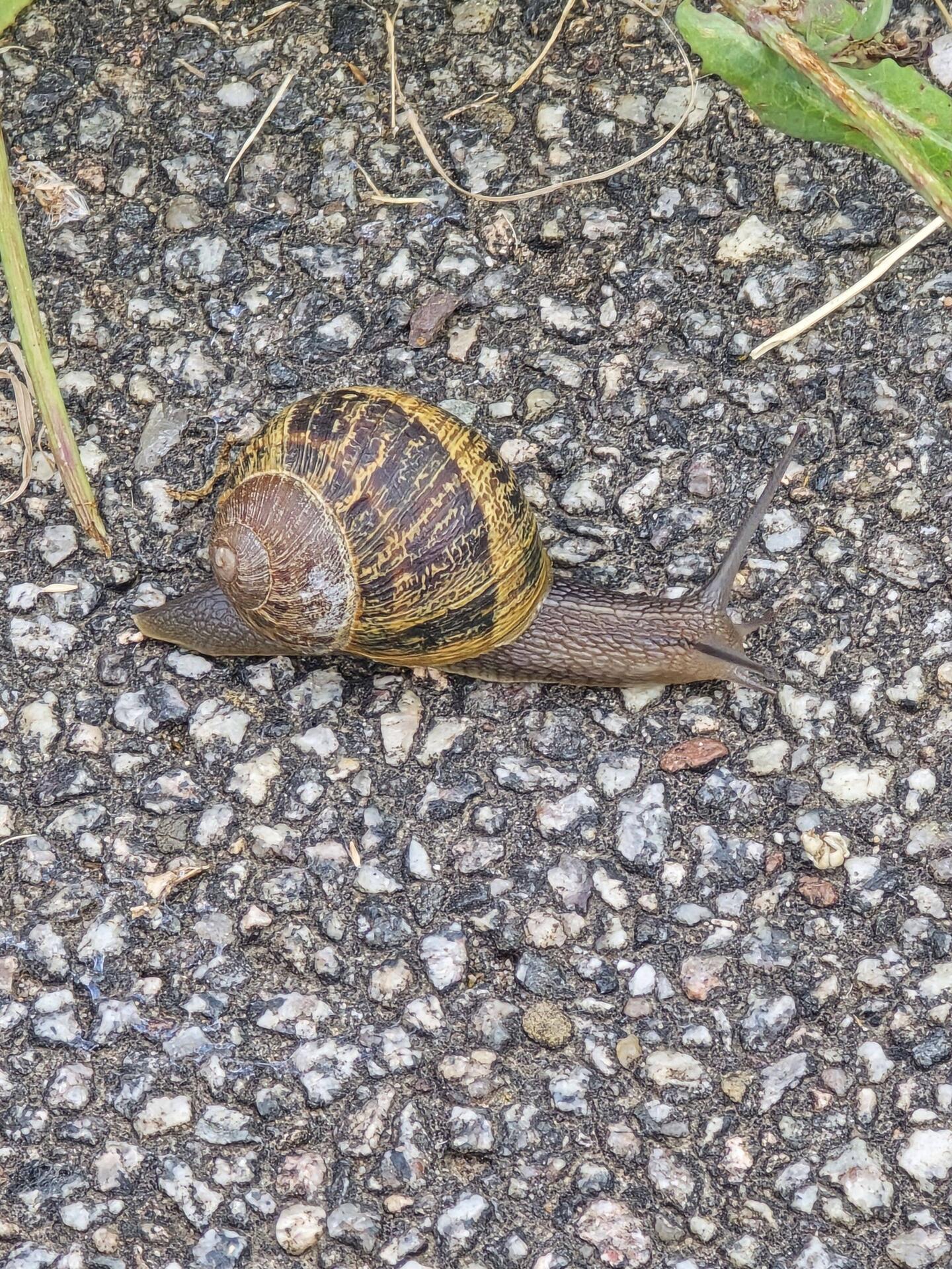 Gefleckte Weinbergschnecke