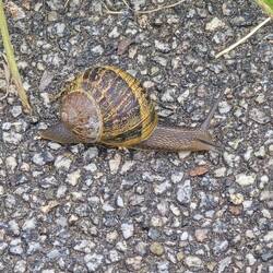 Gefleckte Weinbergschnecke