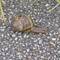 Gefleckte Weinbergschnecke