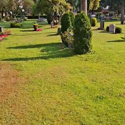 Friedhofshase 🐇 (letztes Jahr waren es noch zwei 🐇🐇😥)