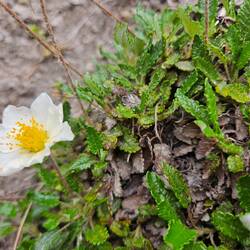 Dryas octopetalla