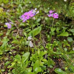 Primula farinosa
