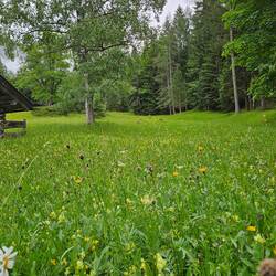 Alpine meadow