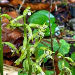 Corallorhiza trifida
