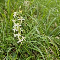 Plantanthera bifolia