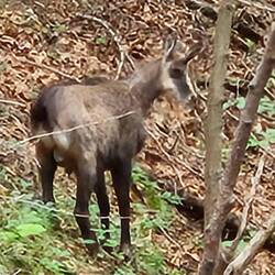 chamois (Gämse)