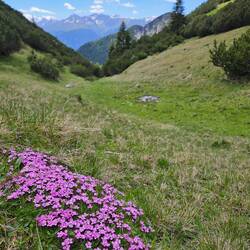 Silene acaulus