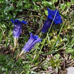 Gentiana clusii 
