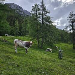 Alpine cows