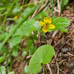 Viola biflora