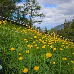 Trollius meadow
