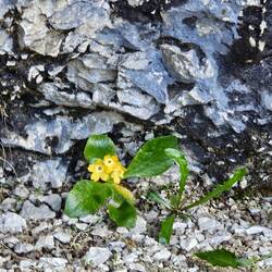 Primula auricula