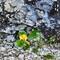 Primula auricula